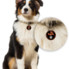 Border Collie wearingTap4 Pet ID tag