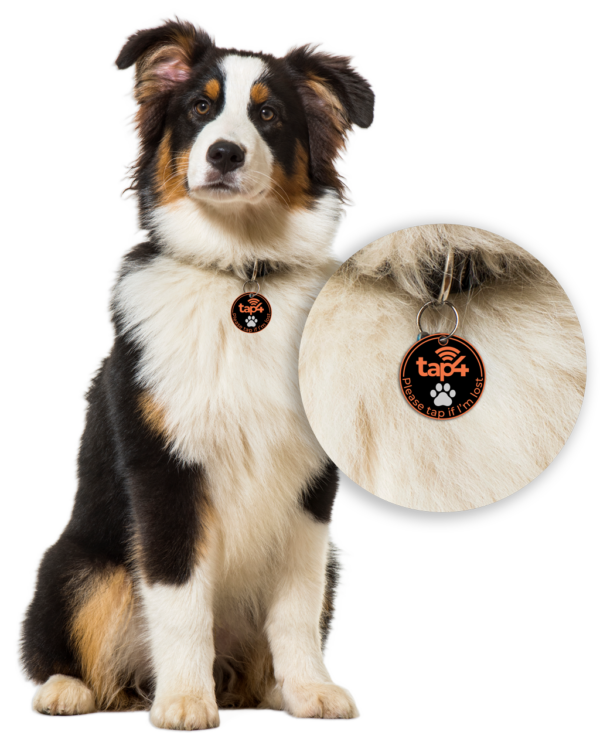 Border Collie wearingTap4 Pet ID tag